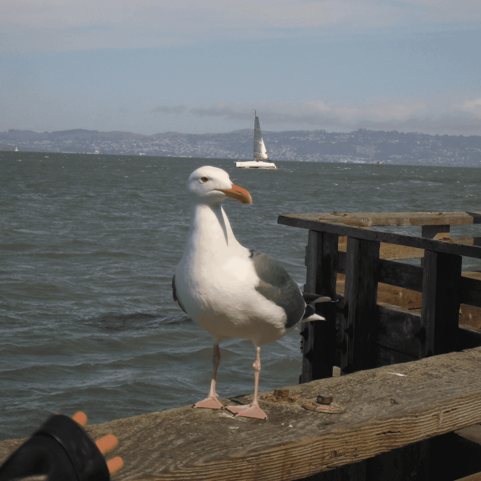 A seagull standing on a pier by the bay